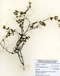 Image result for Euphorbia polycnemoides