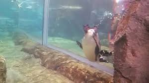 If you're more dedicated thus, i'l m teach you a few picture all over again down below Penguin Farting Youtube