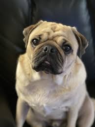 The husband and wife at puppy love are extremely nice and i appreciate how clean their place is. Puppy Love Kennels 16 Photos Pet Training Woodstock On Phone Number