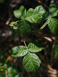 Image result for Searsia dentata