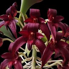 Image result for Bulbophyllum josephi