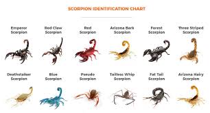 Different Types Of Scorpion Species Pest Control Blog