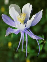 The perennial flowers list includes a variety of plants, such as hostas and daylilies. Gail S Garden Prepare Perennials And They Ll Provide A Big Return The Journal