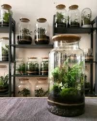 489 Vind Ik Leuks 9 Reacties Capsulegardens Op Instagram Fern Ivy Microforest For Such A Cloudy Satu Indoor Water Garden Garden Terrarium Terrarium Diy
