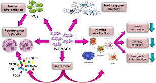 Maybe you would like to learn more about one of these? Frontiers Therapeutic Potential Of Wharton S Jelly Mesenchymal Stem Cells For Diabetes Achievements And Challenges Cell And Developmental Biology