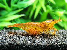 Golden Tiger Shrimp Big Aquarium Rainbow Shrimp Tropical Fish