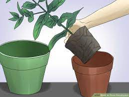 How To Grow Eucalyptus With Pictures Eucalyptus Plant Indoor Fertilizer For Plants Snake Plant Care