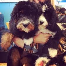 Bernedoodles are playful, affectionate, intelligent and an obedient family companion. Pin On Dogs
