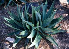 We did not find results for: Aloe Vera Planting And Growing Tips Hgtv