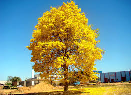 Ficheiro:Ipê Amarelo de Peixoto.JPG – Wikipédia, a enciclopédia livre