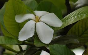 Image result for Gardenia resinifera