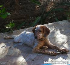 L'addestramento e vendita di cani da caccia alla lepre, al coniglio e l'addestramento dei cani da caccia non è per tutti i soggetti effettuato allo stesso modo. La Mia Esperienza Nell Addestramento Del Setter By Giorgio The Hunter Parte 1 Community Caccia Modo Mirino