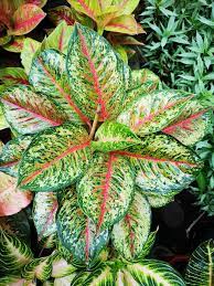 Pin Di Aglaonema Hybrids Collection