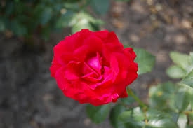 Every year, 50 million poulsen® roses and 2 million poulsen® clematis are produced. Datei Nina Weilbull Poulsen 1961 Jpg Wikipedia