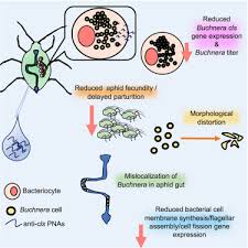 Image result for Buchnera