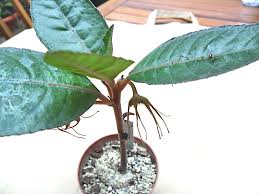 Image result for Dorstenia cuspidata