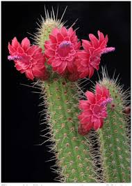 A cactus is a plant that flowers not a tree. A Synopsis Of The Genus Cleistocactus Lemaire Cactaceae