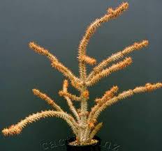 Image result for Euphorbia didiereoides