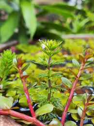 Image result for Limnophila indica