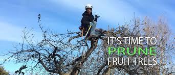 In fact, the fastest way to get a new tree to bear fruit is not to prune it at all. When Why How To Prune Fruit Trees In Ct Barts Tree Service
