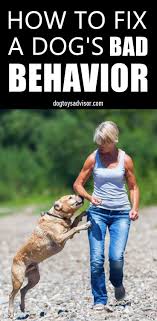10 Common Dog Behavior Problems And How To Solve Them Dog Behavior Problems Dog Behavior Dog Training