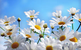 صور زهور رائعه 2017 خلفيات ورود 2017 خلفيات زهور روعة زهور طبيعية جميلة الصور الزهور اجمل Daisy Wallpaper Flower Desktop Wallpaper Flower Images Wallpapers