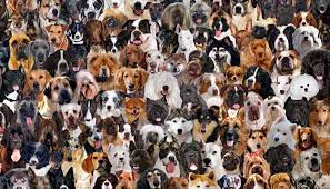 What Breed Is My Dog? Here's How To Tell Your Dog's Breed – Top Dog Tips