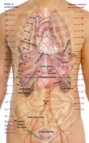 Superficial muscles of the torso male and female anatomy 1. Torso Wikipedia