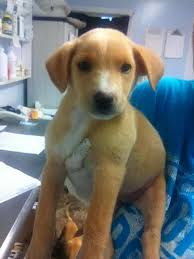 (2021) a collection of articles on labrador puppies: Vt Dog Rescue On Twitter 2 3 Mo Yellow Lab Puppy Maya Seven Pounds Of Sweetness Want To Adopt Her Https T Co 5kx7aegxvp Https T Co 8v5xi0nwvi
