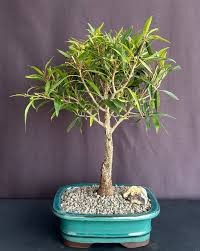 Image result for Ficus