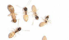Ghost ants often enter homes by trailing along branches of trees and shrubs in direct contact with the structure. How To Get Rid Of Ghost Ants So They Never Return Pest Hacks