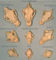 Dog Breeds Skull Comparison When This Man Made Evolution