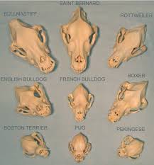 dog breeds skull comparison when this man made evolution