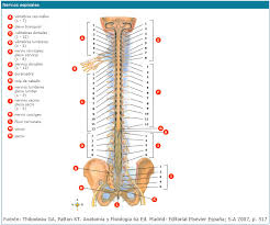 Resultado de imagen de nervios