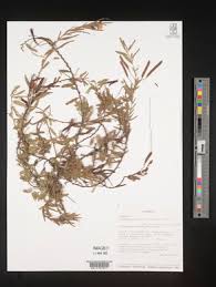 Image result for Chamaecrista parva