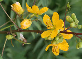Image result for Senna occidentalis