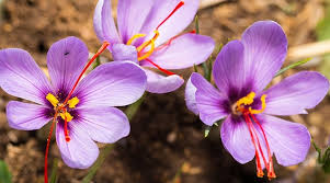 They bloom only in autumn. Growing Saffron Crocus Planting Saffron Crocus Bulbs High Country Gardens