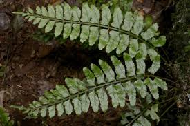 Image result for Asplenium currorii