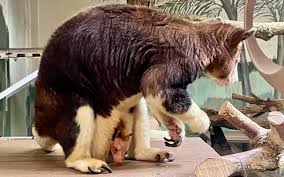 Matschie's Tree Kangaroo Born at Lincoln Children's Zoo - KFOR FM 101.5 1240 AM