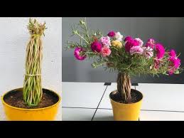 We did not find results for: Smart Ideas To Grow Portulaca Grandiflora Moss Rose From Cuttings In Small Flower Pot Garden Ideas Portulaca Grandiflora Small Flower Pots Portulaca Flowers