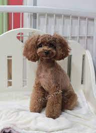 Korean Dog Grooming Style Toy Poedel Dog Grooming Diy Toy Poodle Haircut Dog Grooming Business
