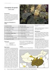 Image result for Caesalpinia decapetala