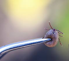 Image result for Tick Paralysis