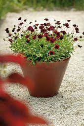 Cosmos Choca Mocha Chocolate Cosmos Chocolate Cosmos Flower Plants