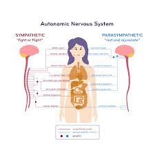 Image result for Sympathetic Nervous System