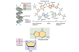 nucleic acids function examples and monomers