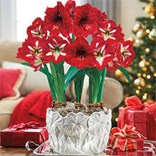 Maybe you would like to learn more about one of these? Winter Bulbs An Indoor Winter Flowering Bulbs Guide Breck S