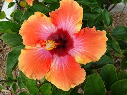Image result for Hibiscus fuscus