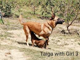 There are four males and one female. Belgian Shepherd Malinois Puppies Antwarpse Progeny Home Facebook