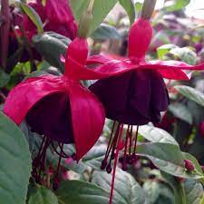 Pin On Attracting Hummingbirds